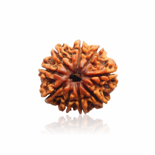 /storage/app/public/photos/41/9 mukhi.png